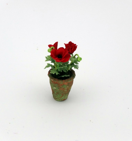 Red Poppies (image for) Red Poppies